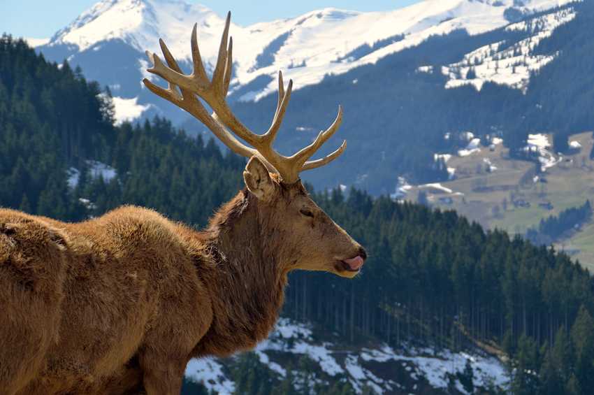 Природа Австрии в значительной мере разнообразна, животный и растительный мир страны насчитывает приблизительно около 43000 местных вида