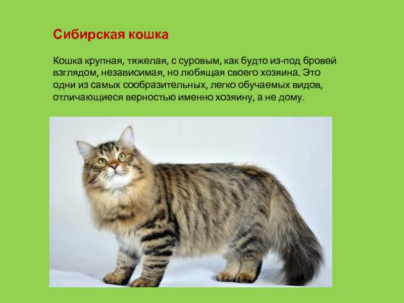 Породы кошек с фотографиями и названиями. каталог пород!