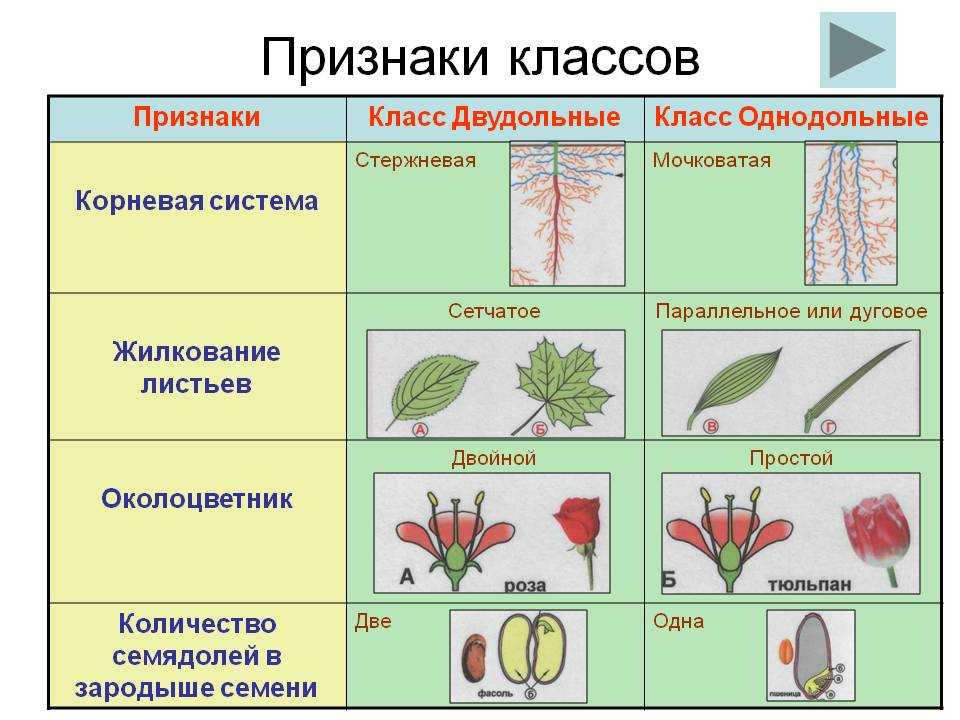 К какой группе относятся изображенные растения