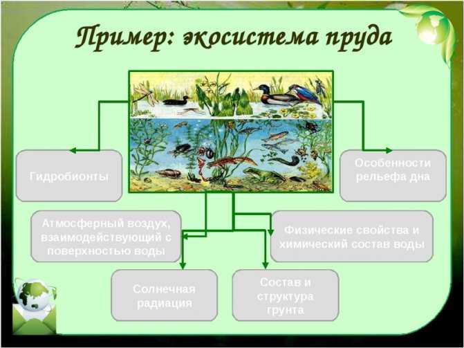 Что такое экосистема - узнай что такое