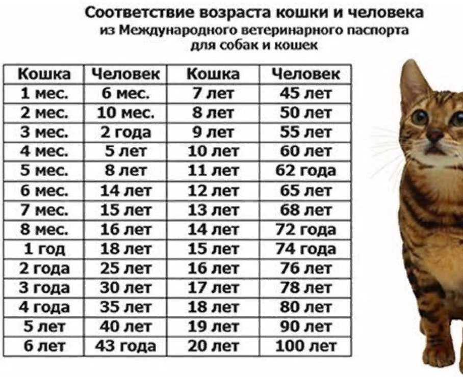 4 совета как определить возраст кошки или кота Какое соотношение между возрастом кошки и человека