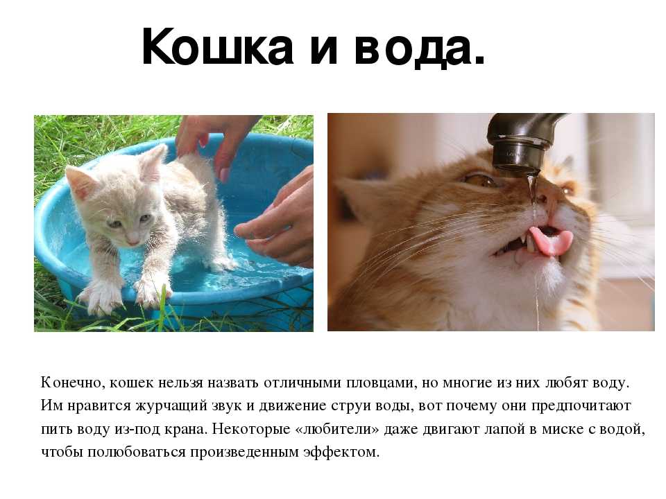 Почему кошки и коты боятся воды | как купать