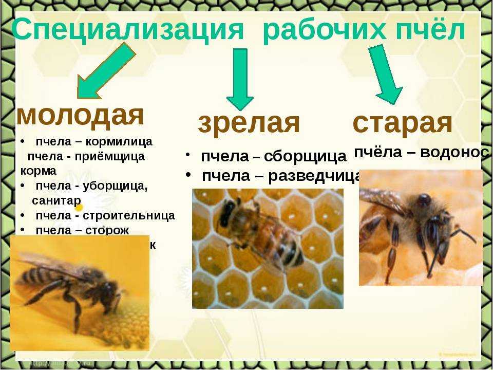Сколько живет пчела: матка, трутень, рабочая и цикл жизни