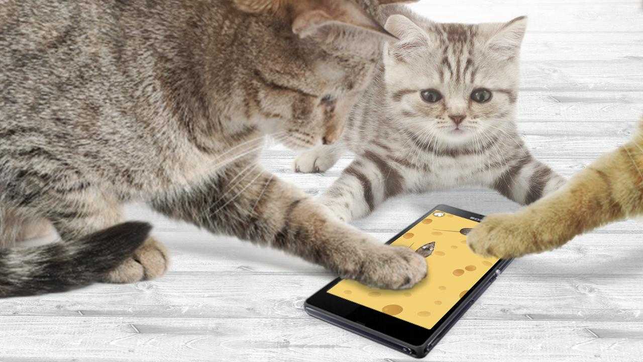 Как развлечь своего кота: специальные игры для планшетов на android