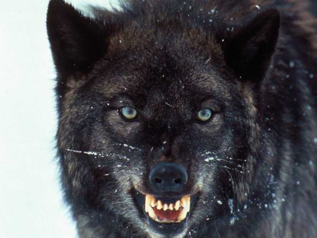 Виды волков, их особенности, названия, образ жизни и среда обитания | живность.ру