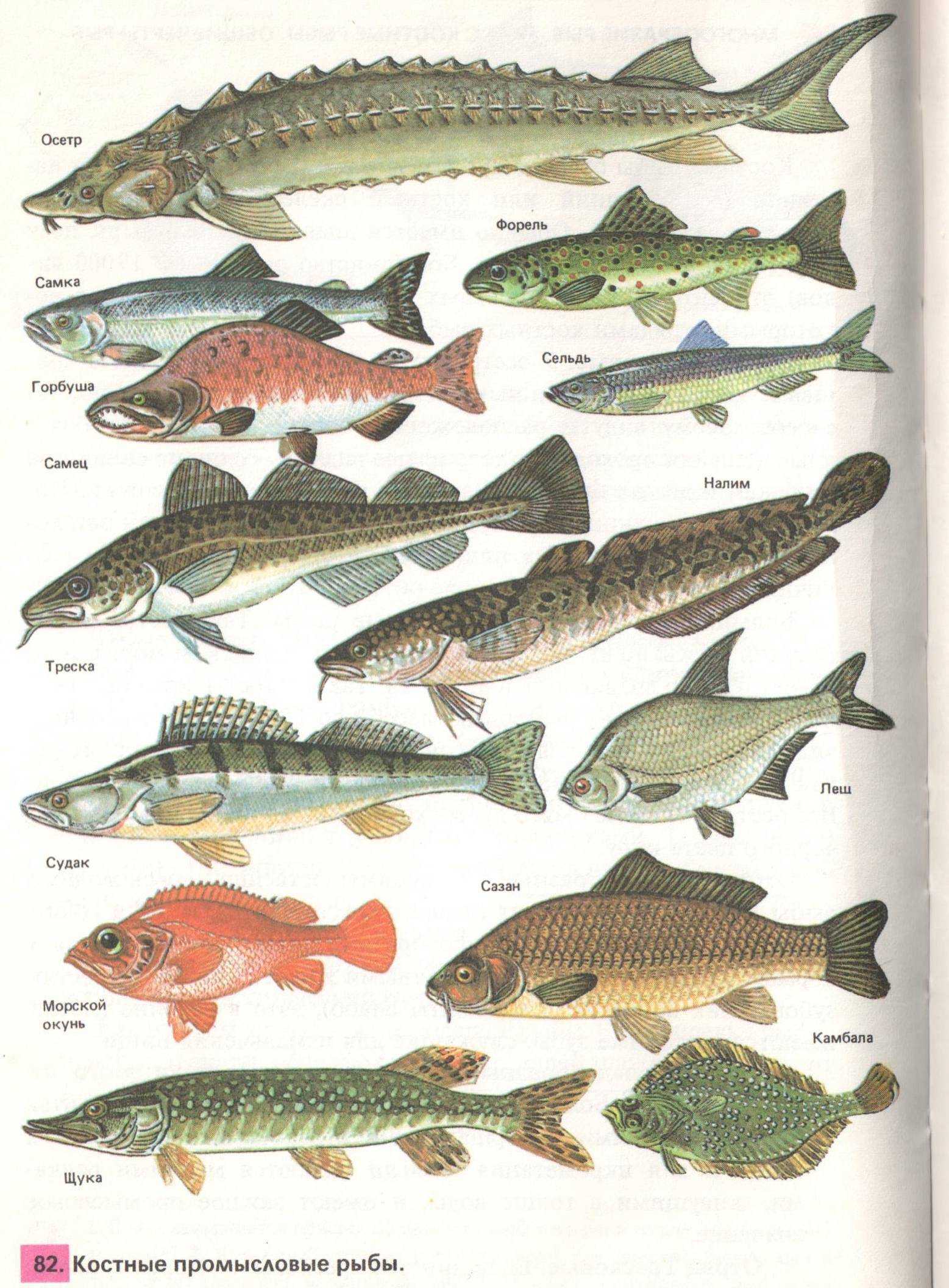 Типы рыб названия