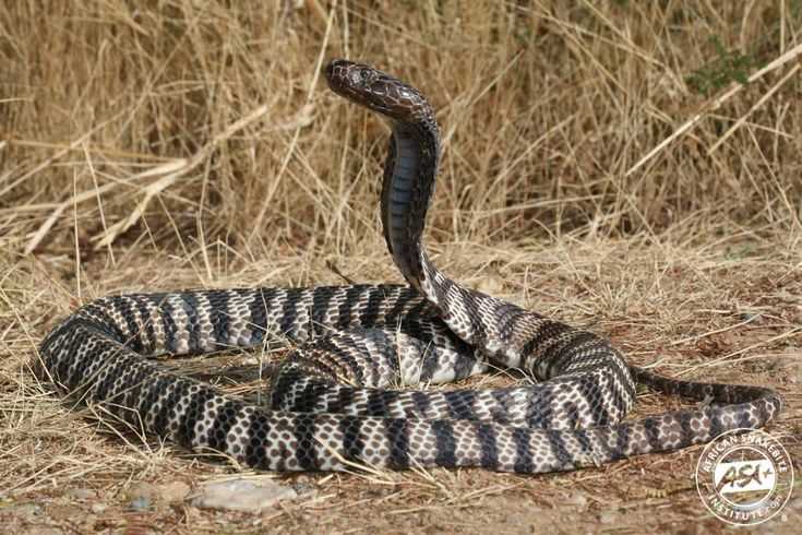 Ядовитые змеи — общее описание многочисленного семейства опасных рептилий (фото + видео)