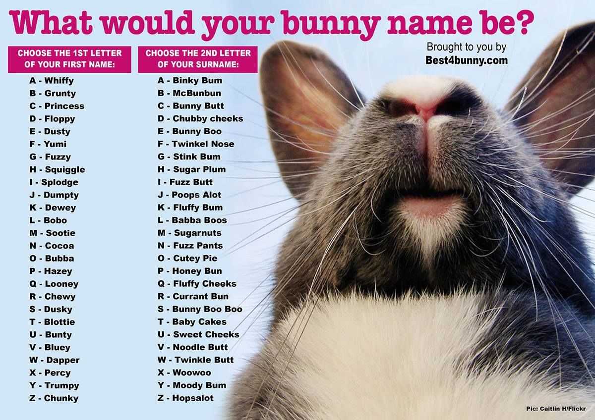 Какое имя можно дать декоративному кролику: лучшие имена мальчику и девочке