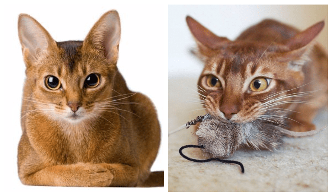 Абиссинская кошка: фото, описание породы, окрас, характер, стандарт