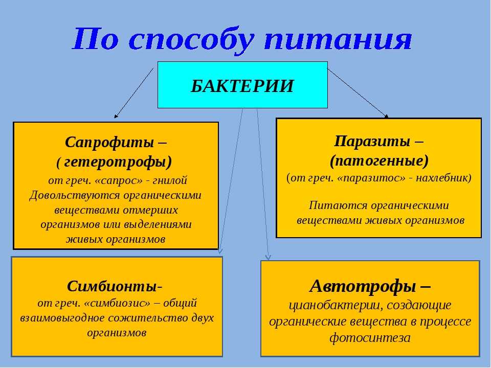 Гетеротрофы: определение в биологии, классификация по способу питания, примеры гетеротрофных организмов