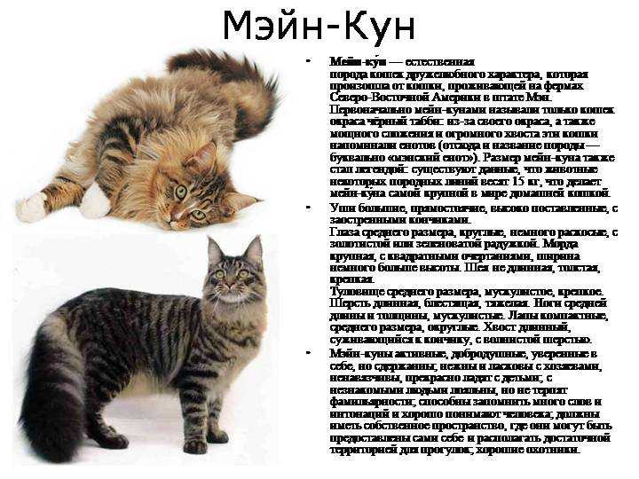 Мейн-кун - все о кошке, описание породы, характер, фото, особенности содержания и уходы