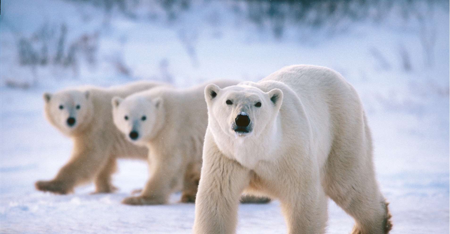 Белые медведи: где живут и чем питаются, интересные факты и фото