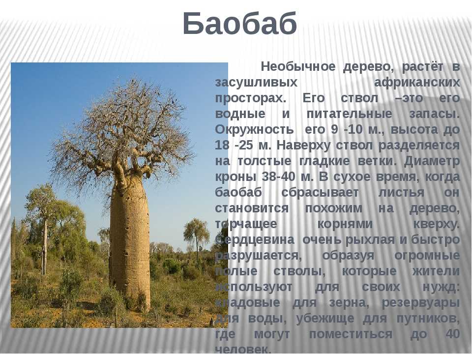 Топ 10 самые большие деревья в мире - фото и факты