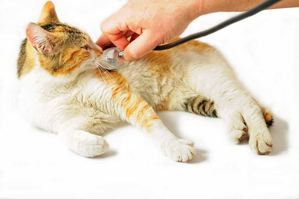 9 причин почему у кошки красная моча - симптомы и что делать