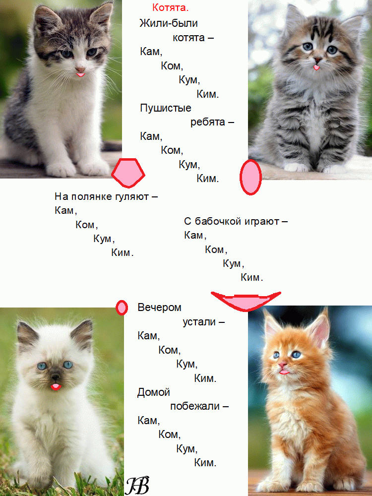 Как отличить кота от кошки