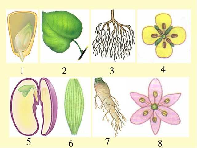 Характеристика и примеры однодольных и двудольных растений
