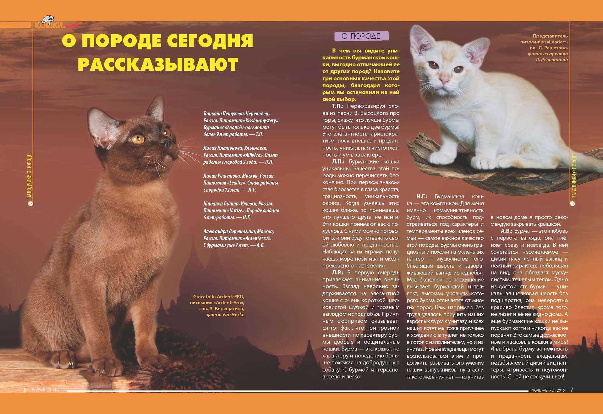 Цейлонская кошка – интересные факты о породе