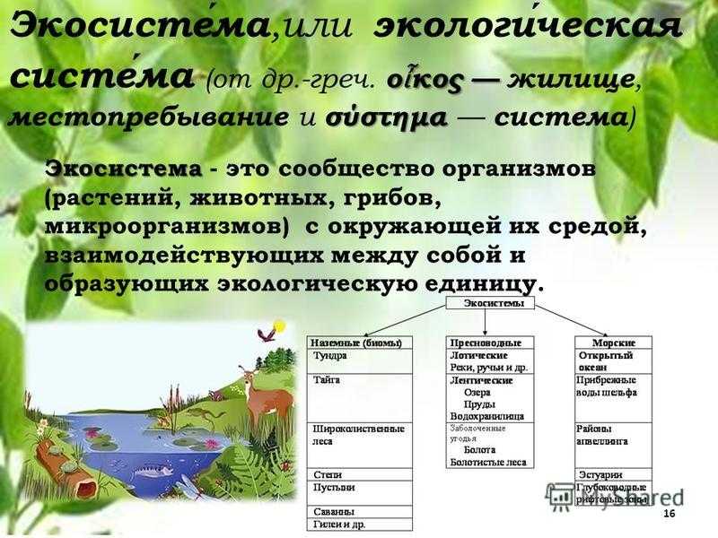 Экосистемы компоненты экосистем презентация