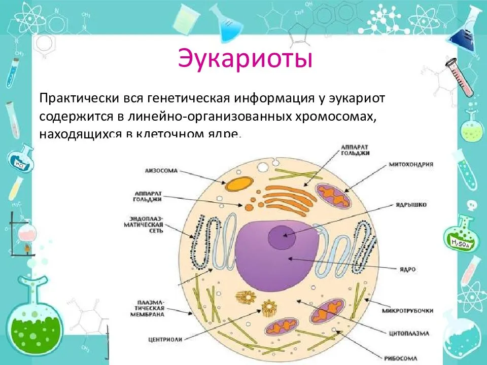 Эукариотическая ⭐️ клетка: определение, ее строение, особенности и функции