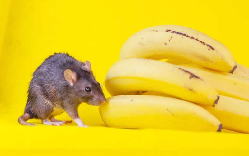 Можно ли крысам сыр и другие молочные продукты