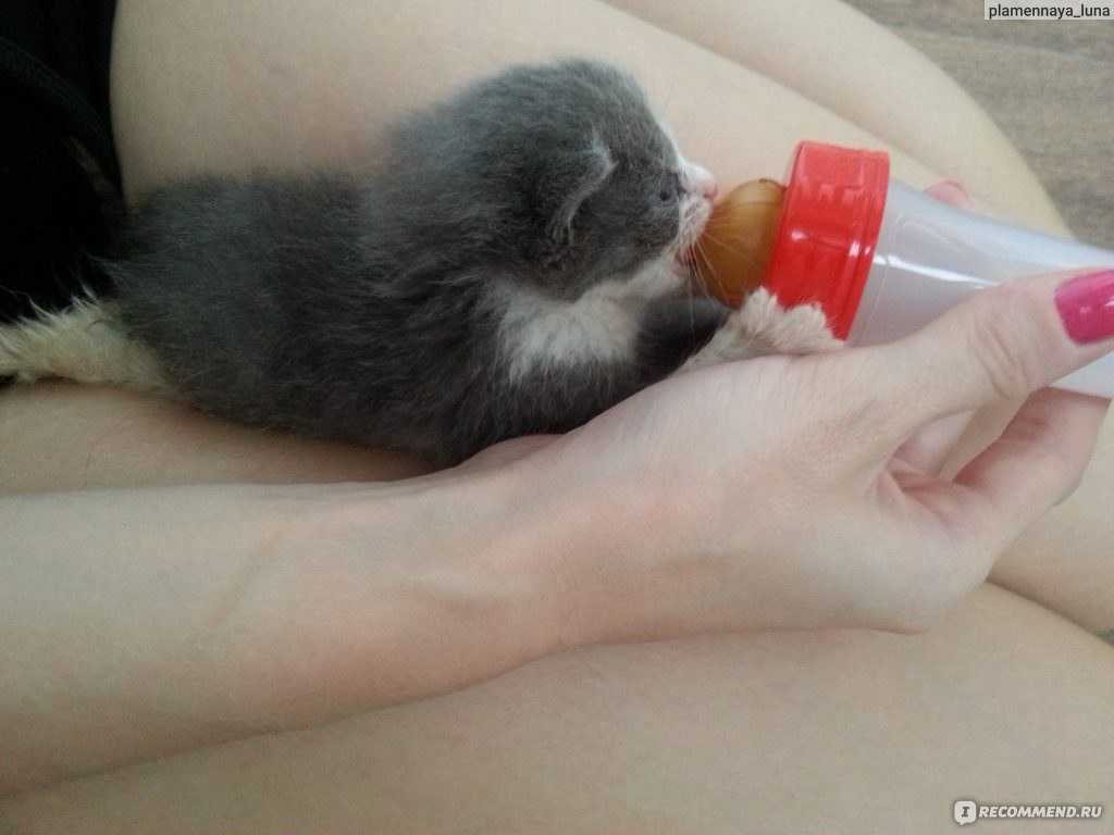 Как выкормить новорожденного котенка без кошки | искусственное вскармливание котят