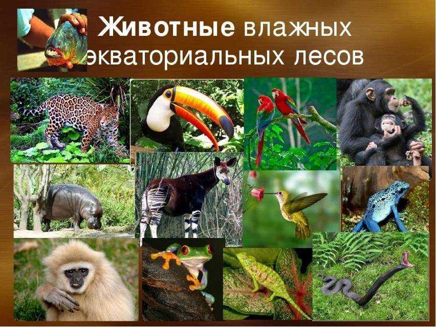 Животный мир россии – список, виды, названия, описание и фото