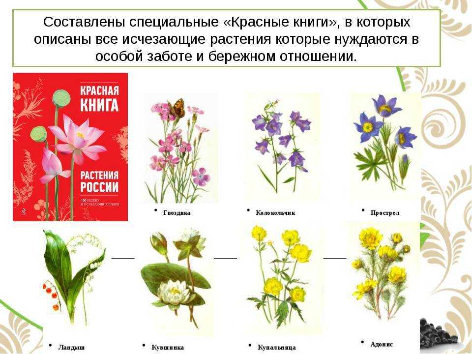 Красная книга растений крыма (фото и описание)