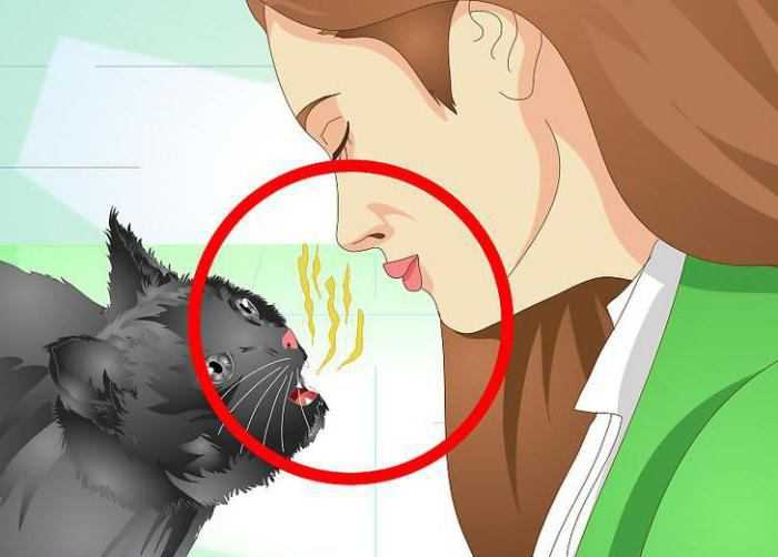 Узнайте о причинах неприятного запаха изо рта у кошек Как распознать болезнь по запазу, как правильно лечить и какие средства применять Профилактика