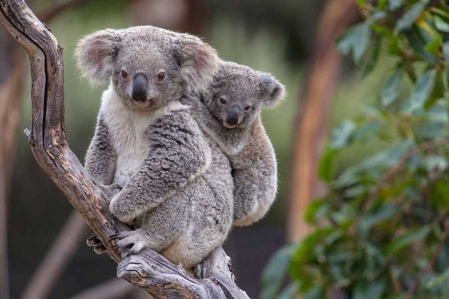 Природа австралии: удивительные растения и животные