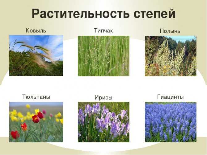 Степные цветы- какие растения в степной зоне, фото и названия степных растений с цветками