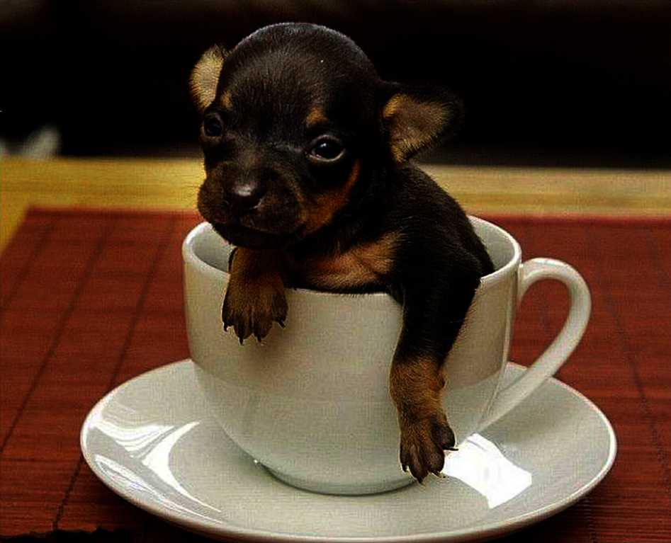 Топ-20 самых маленьких собак в мире