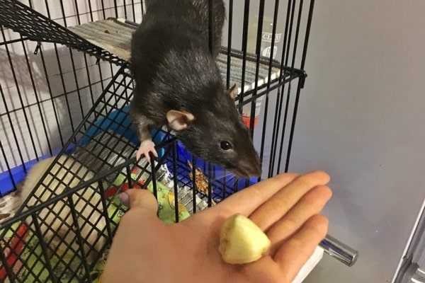 Что нужно знать перед покупкой крысы