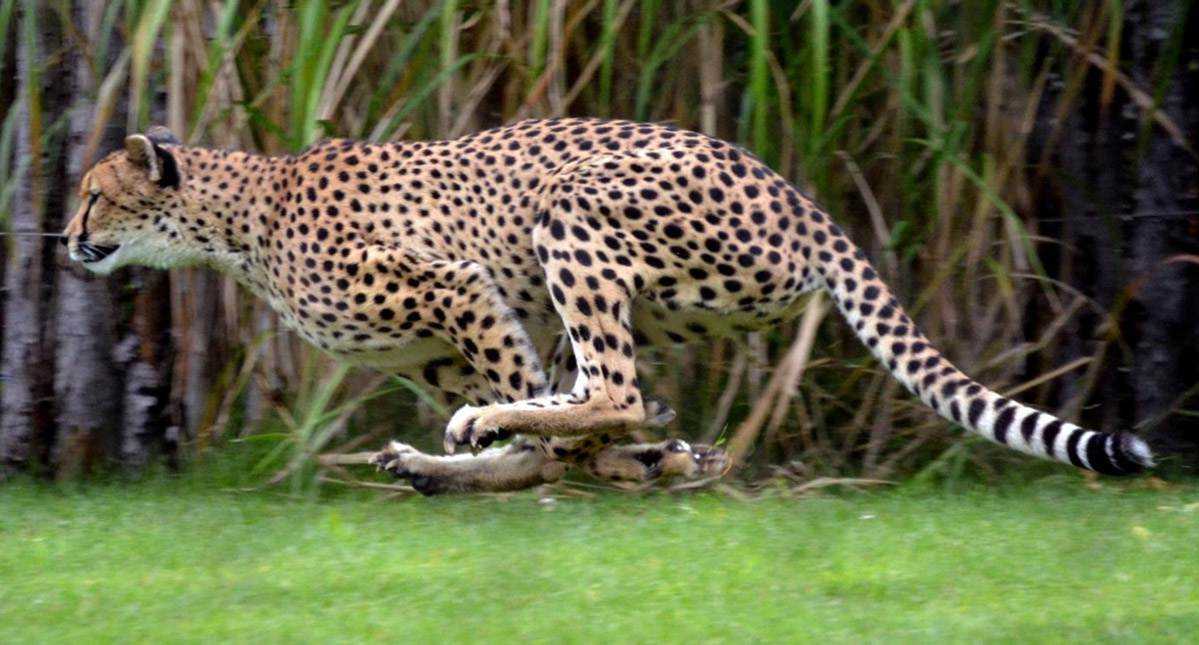 Животное ягуар (описание, питание, развиваемая скорость)