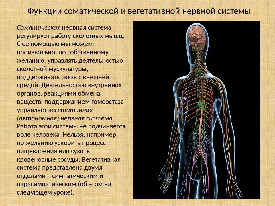Какие органы входят в нервную систему человека. Вегетативный отдел нервной системы человека биология 8 класс. Значение строение и функционирование нервной системы 8. Соматическая нервная система. Нервная система презентация.