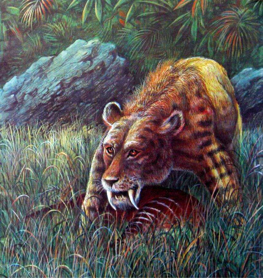 Саблезубый тигр или саблезубая кошка: эволюция рода, описание внешнего вида и образа жизни