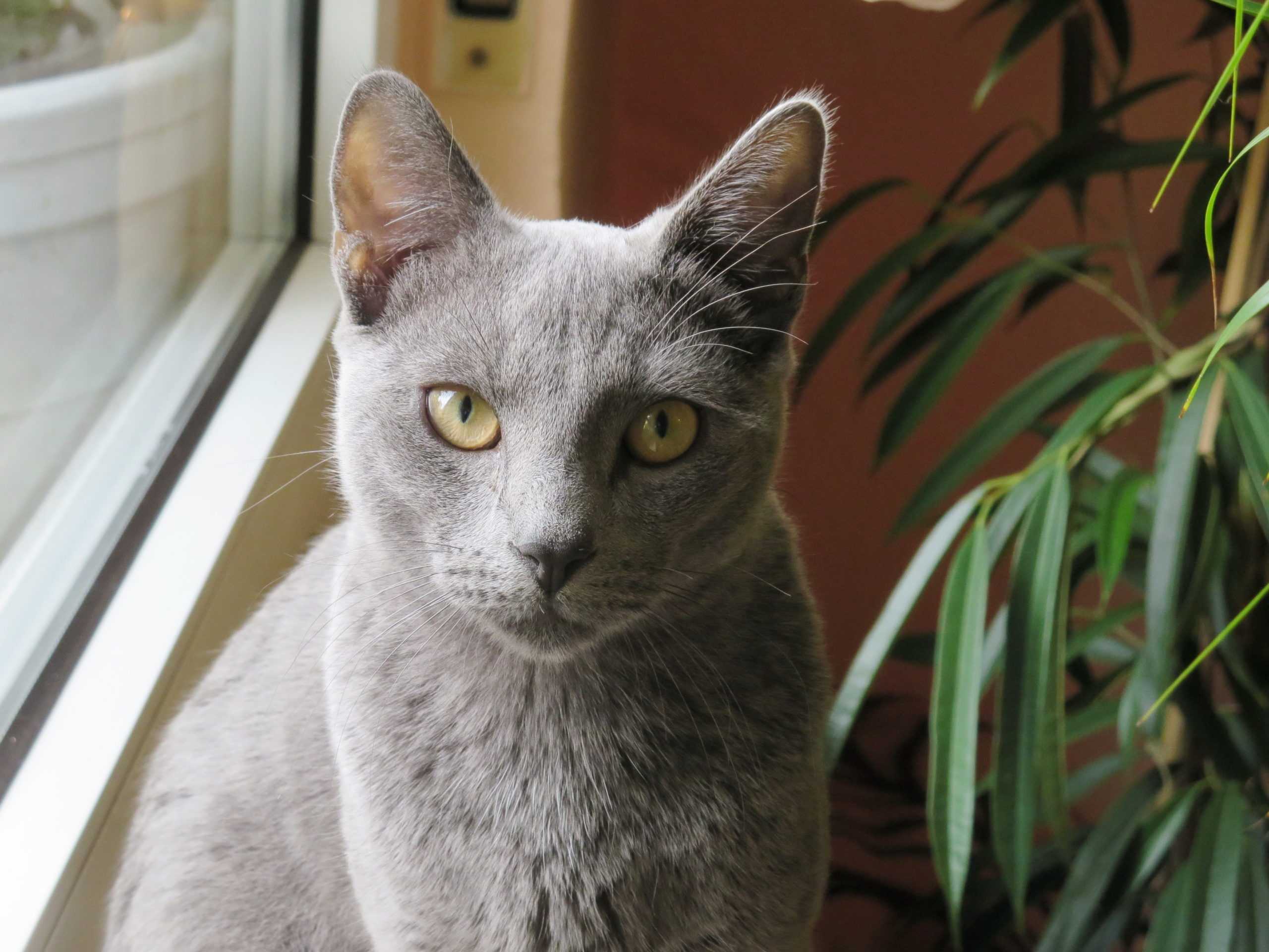 Топ 10 видов русских котов: породы кошек, похожих на русскую голубую +фото и видео