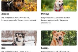 Выбор кошки или собаки: почему приют - это выход, а питомник - тупик