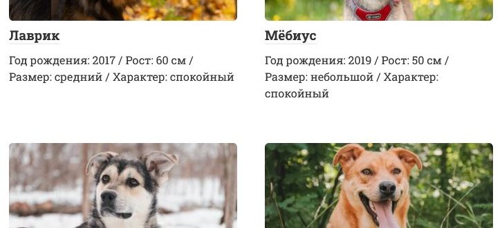 Выбор кошки или собаки: почему приют - это выход, а питомник - тупик