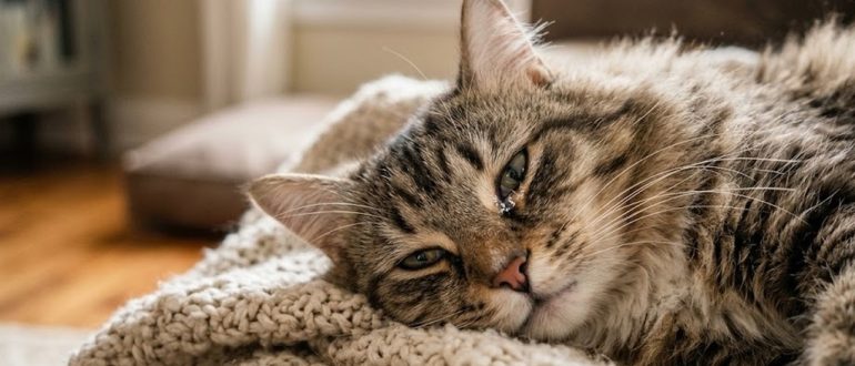 Кошка с влажными глазами отдыхает на мягком пледе