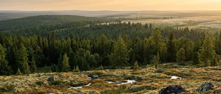 Тундра, тайга и степь на одном панорамном пейзаже