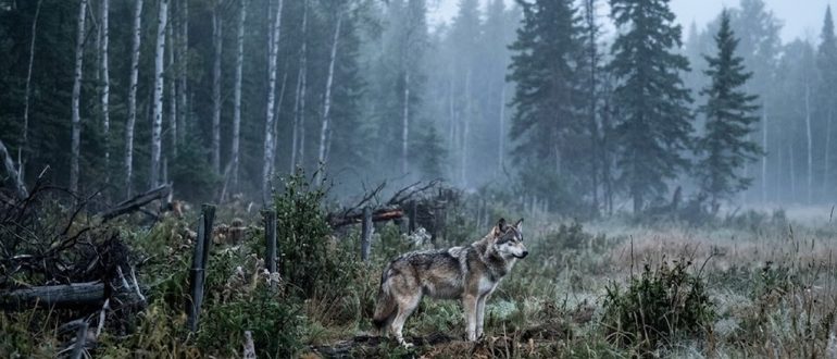 Волк на опушке туманного леса на рассвете