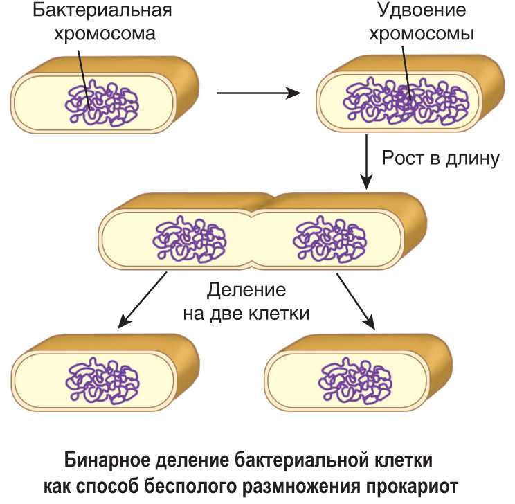 Деление клеток прокариот. Размножение прокариотической клетки. Схема деления прокариотической клетки. Деление клеток прокариот схема. Механизм бинарного деления бактериальной клетки.