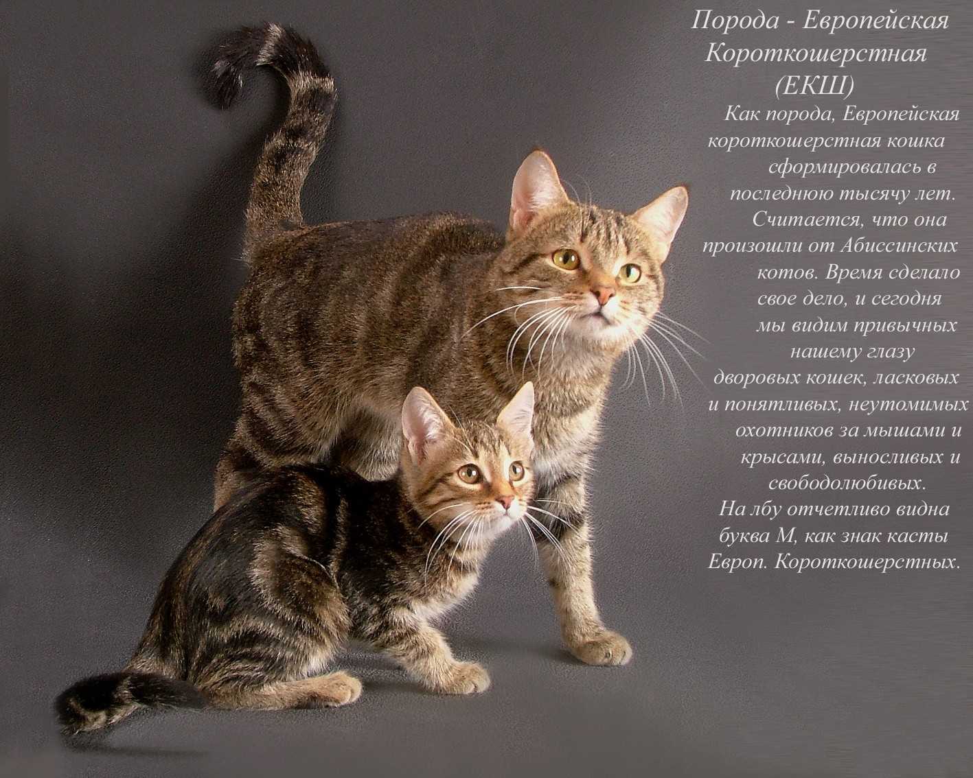 Определить породу кошки, кота или котенка: основные способы