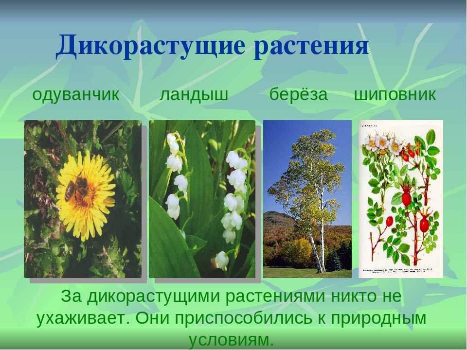 Дикорастущие растения: виды, названия, отличие от культурных :: syl.ru