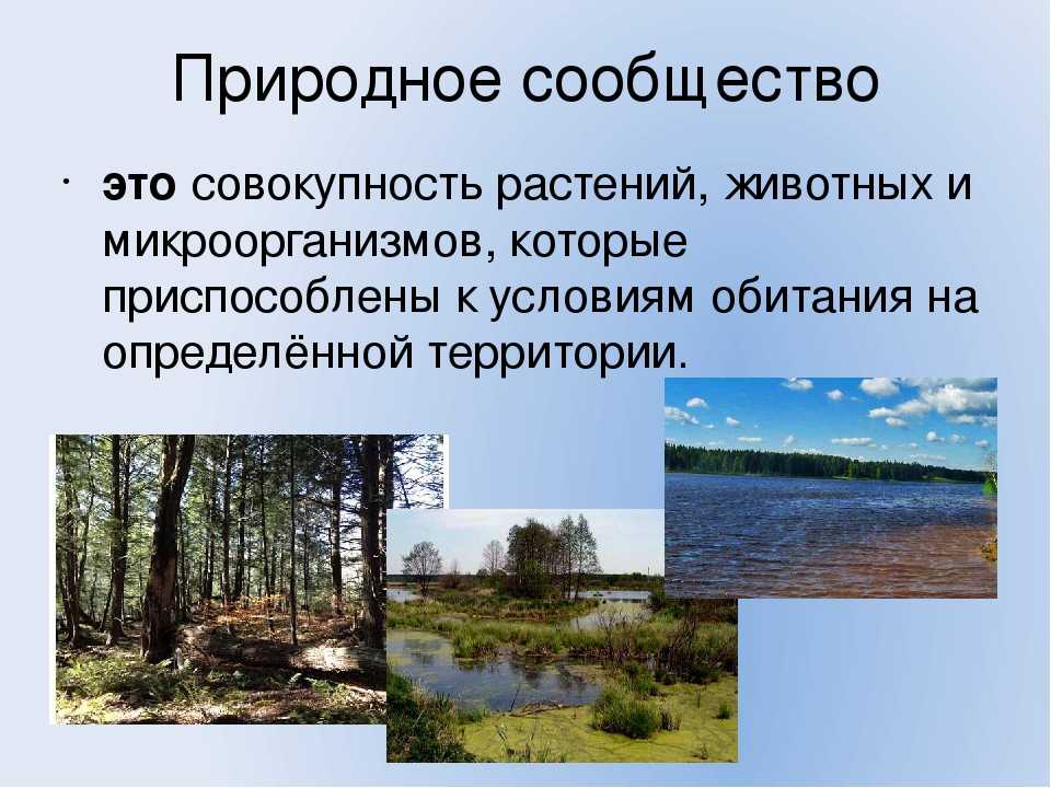 Какое природное сообщество россии. Природные сообщества. Сообщества в природе. Многообразие природных сообществ. Название природного сообщества.