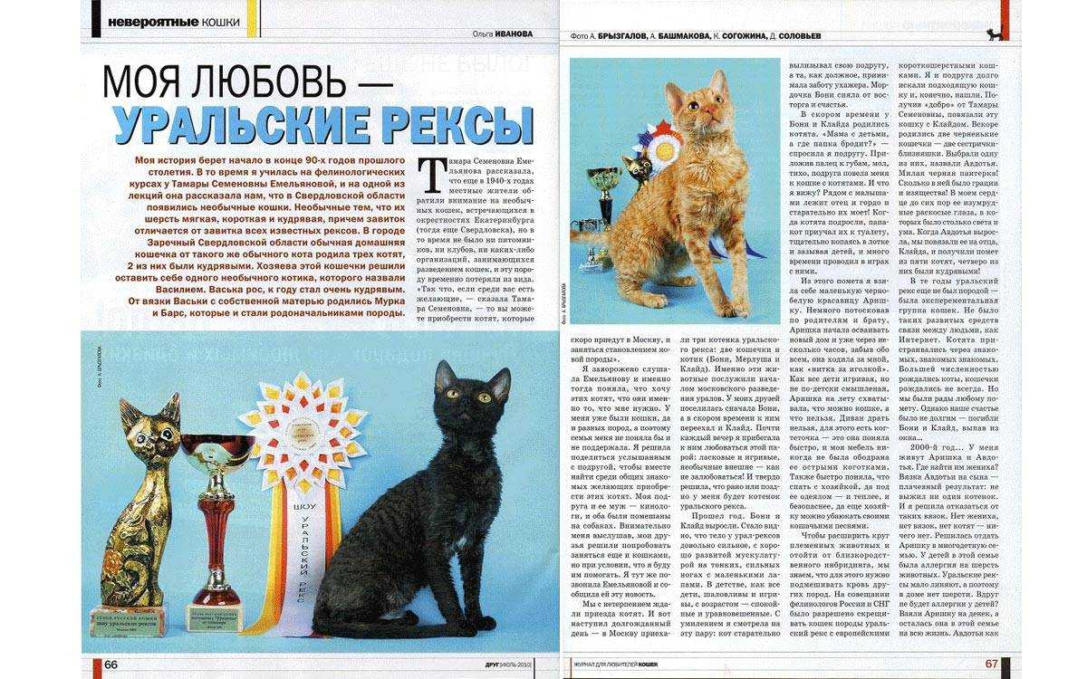ᐉ уральский рекс - описание пород котов - ➡ motildazoo.ru