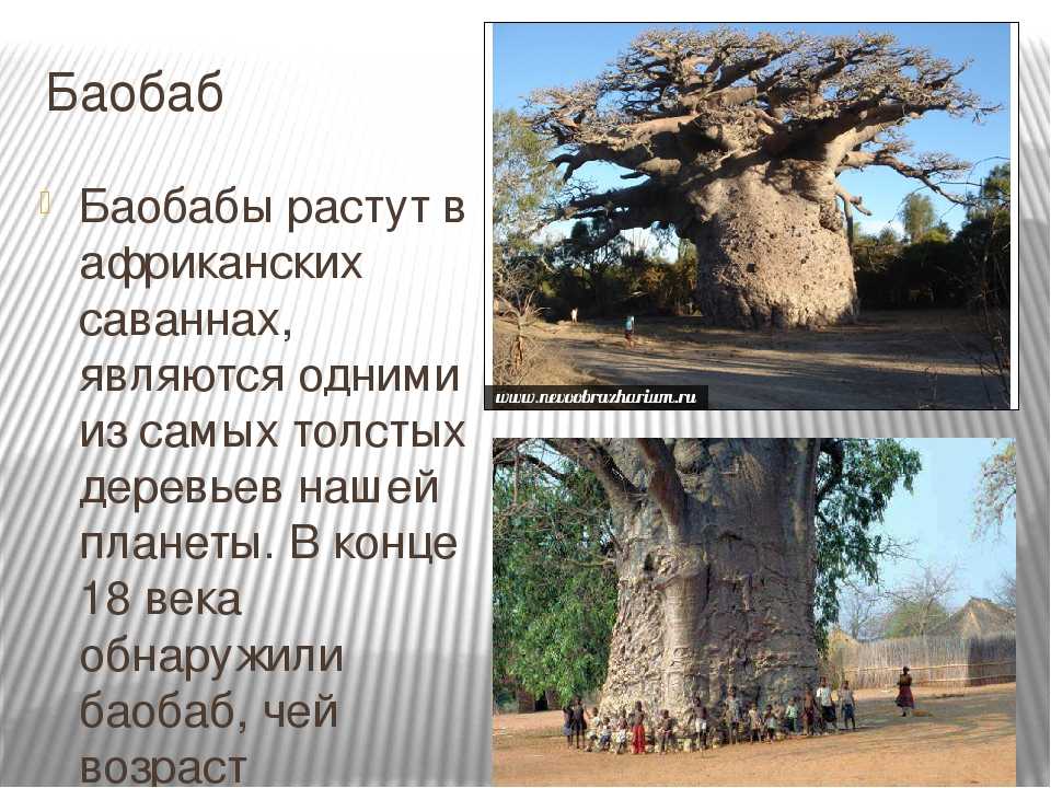 Баобаб — неприхотливое дерево-долгожитель. где растут баобабы?