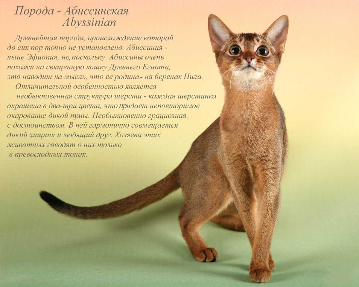Короткошерстные породы кошек: названия, фото и описание самых популярных