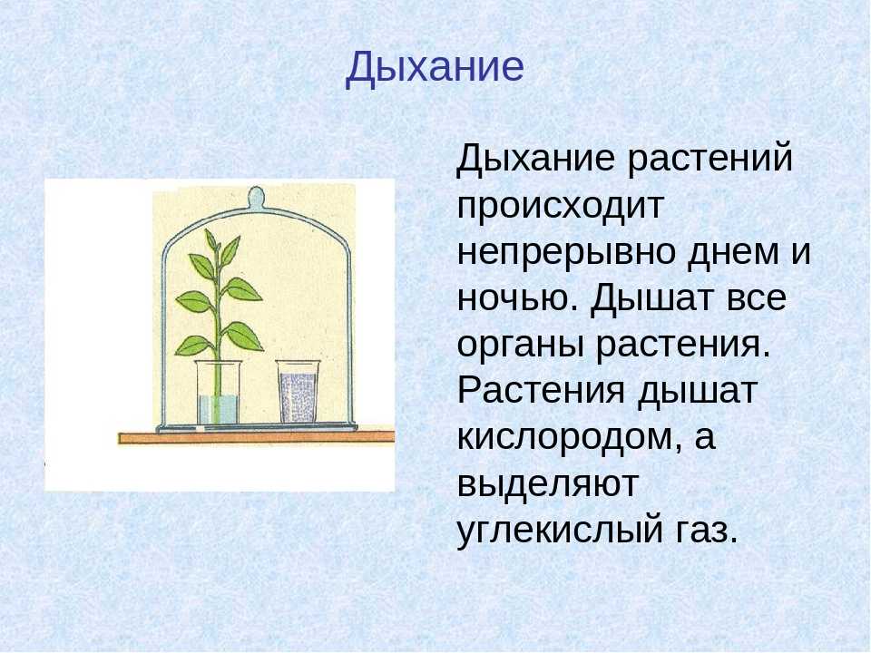 Процесс дыхания растений. Дыхание растений 6 класс биология. Процесс дыхания растений 6 класс биология. Опыт доказывающий дыхание растений. Опыт растения дышат.