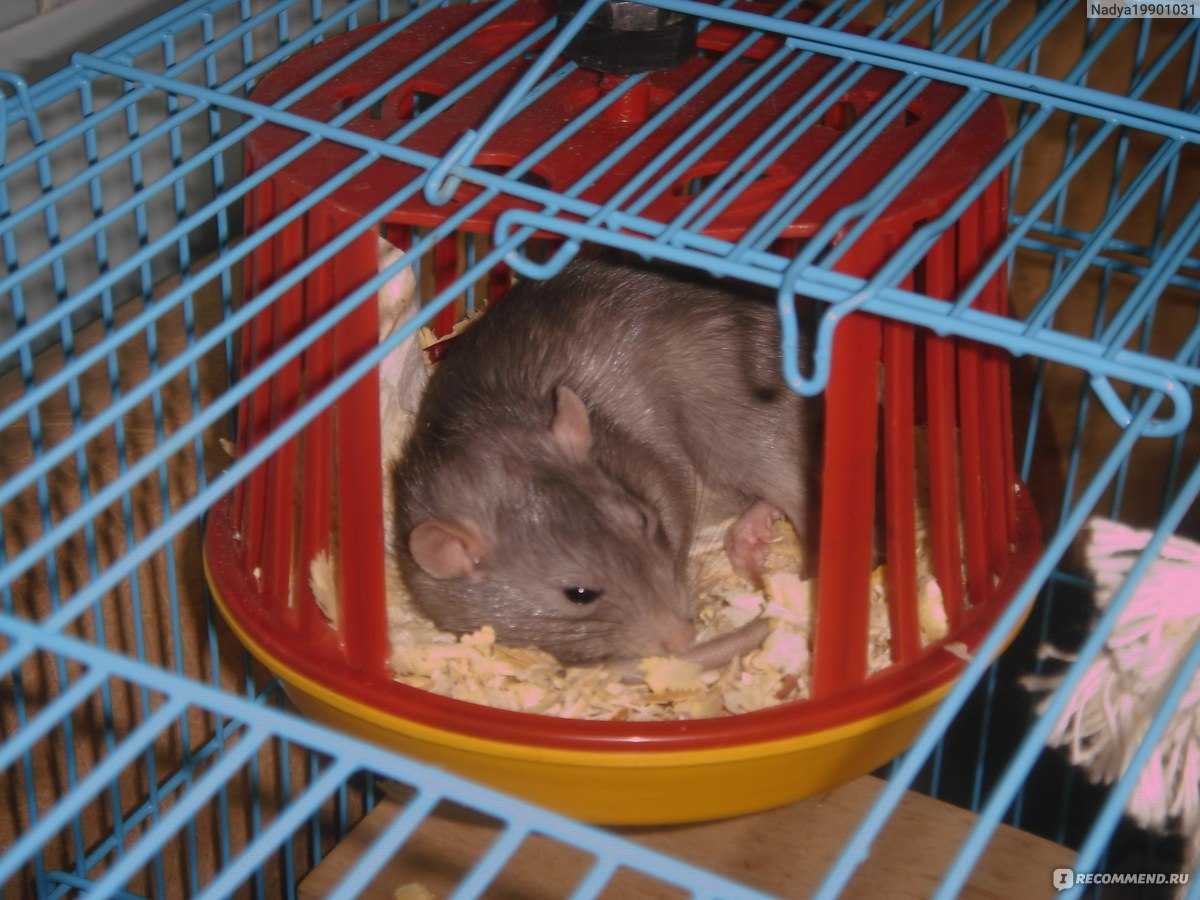 Чем кормить домашних крыс. список разрешенных и запретных продуктов
